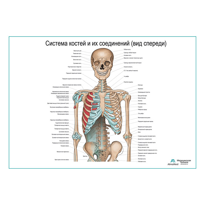 Система костей и их соединения (без нижних конечностей), плакат глянцевый А1+/А2+